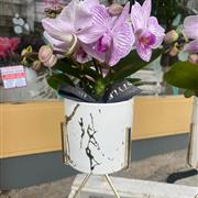 Planted orchids with pot