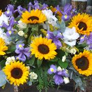 Sunflower Sentiments