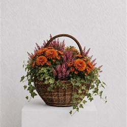 Autumnal Planted Basket